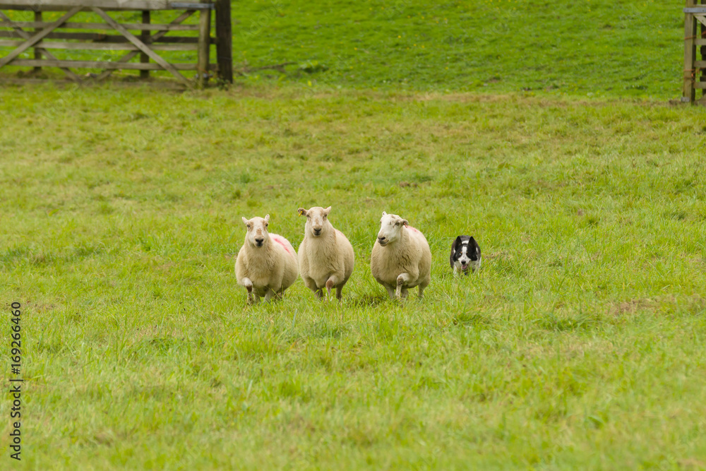 Naklejka premium Walijski border collie spławia owce na farmie w Walii w Wielkiej Brytanii