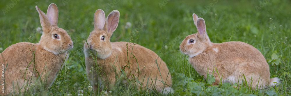 a cute rabbits in grass - close up a cute rabbits in grass - close up