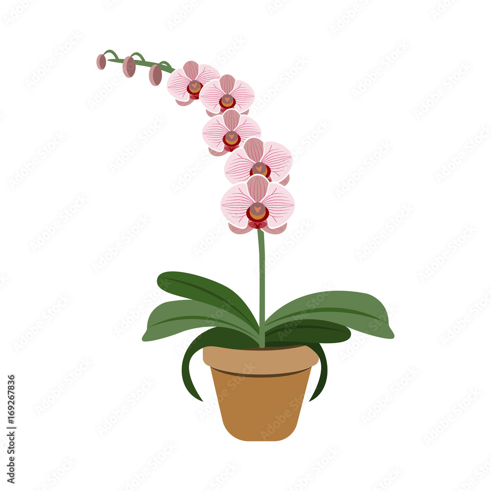 Naklejka premium Object pink orchid in flower pot, vector