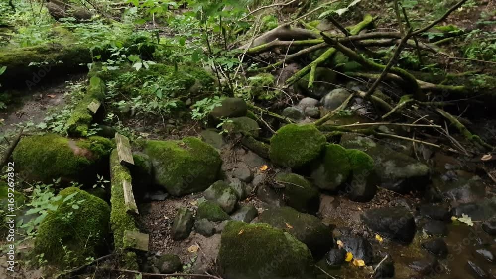 Ravine in the forest covered with a windbreak Ravine in the forest covered with a windbreak