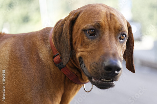 rhodesian ridgeback dog