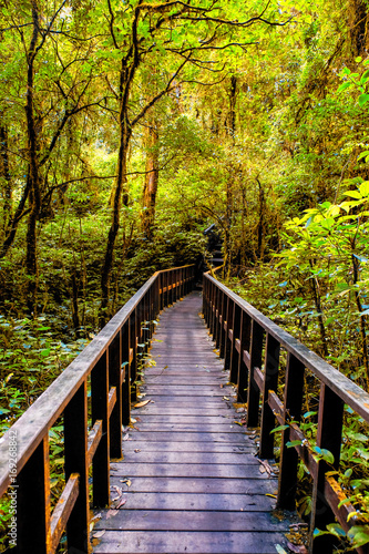 Forest nature trail to see the natural beauty of the forest