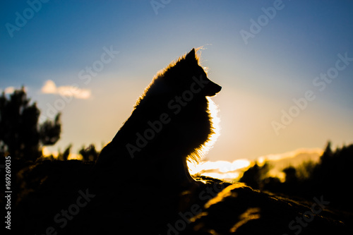 Fototapeta Naklejka Na Ścianę i Meble -  Chili the Shetland Sheepdog