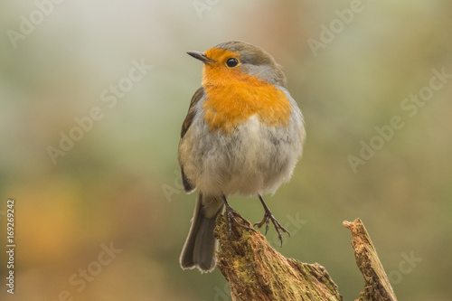 Robin