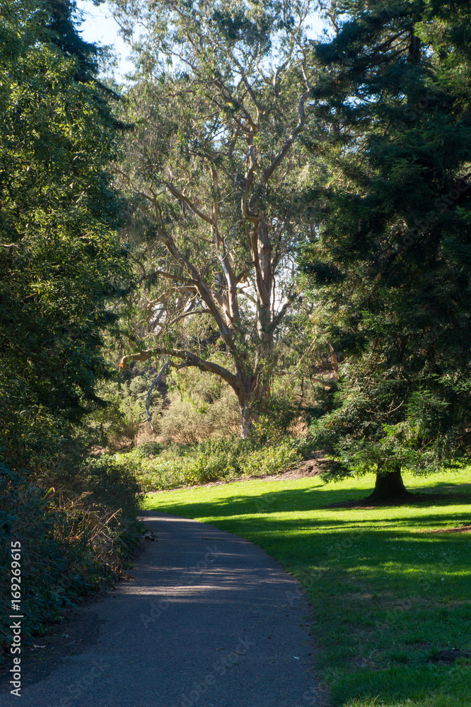 Golden Gate Park in San Francisco at sunny day in autumn Golden Gate Park in San Francisco at sunny day in autumn