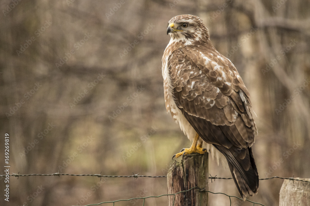 Buzzard