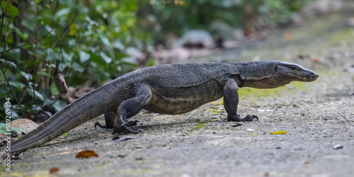 Photography Monitor Lizard