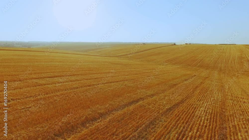 Away aerial view of the gathering gold ripe wheat on the huge field 4K Away aerial view of the gathering gold ripe wheat on the huge field 4K