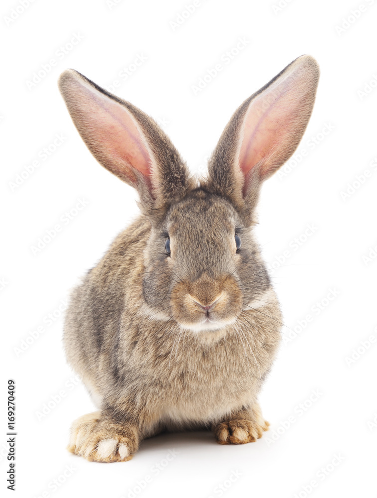 Brown bunny. Brown bunny.