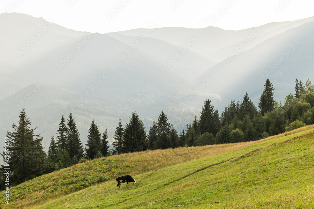 Picturesque carpathian hillside with forest and meadow. Panoramic view of beautiful ukrainian highlands and a cow peacefully feeding at sunset