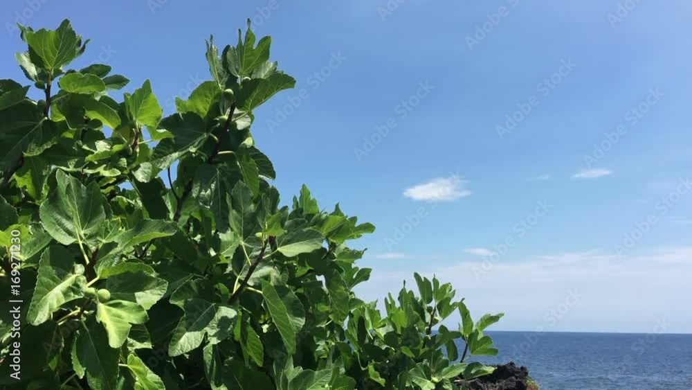 Fig tree by the sea Fig tree by the sea
