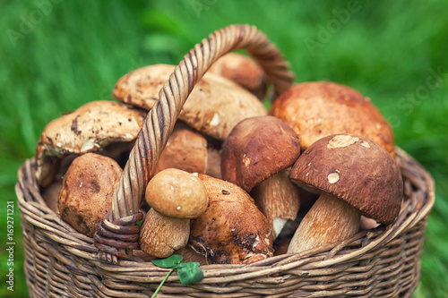 A wicker brown basket with beautiful large forest white mushrooms with rind hats stands on a lawn with bright green grass. Plan-fried white mushrooms
