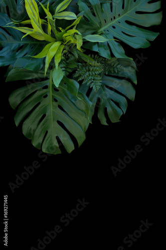 Tropical leaves decoration on black background, fern, monstera, and lemon lime dracaena.