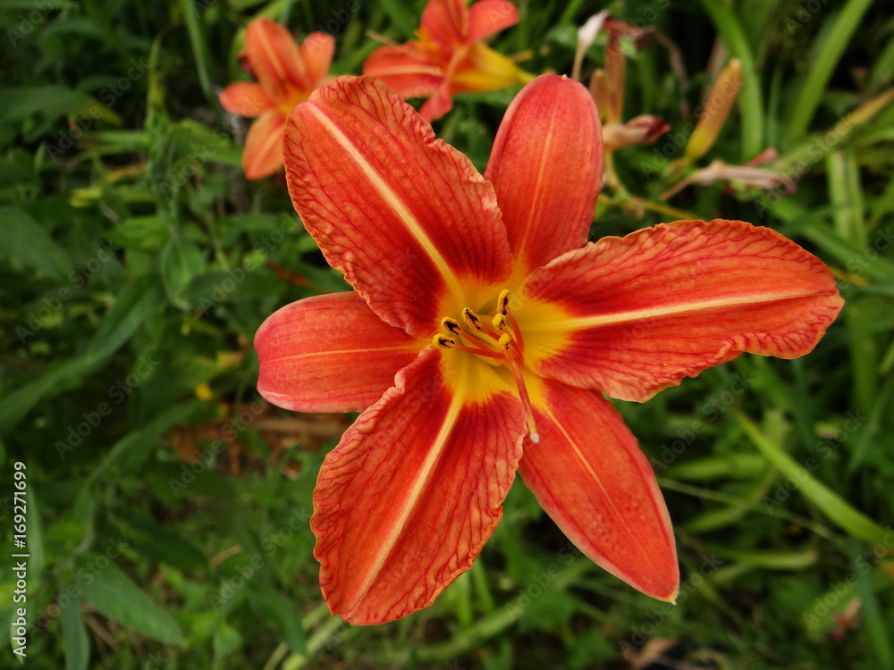 Blüten Blüten