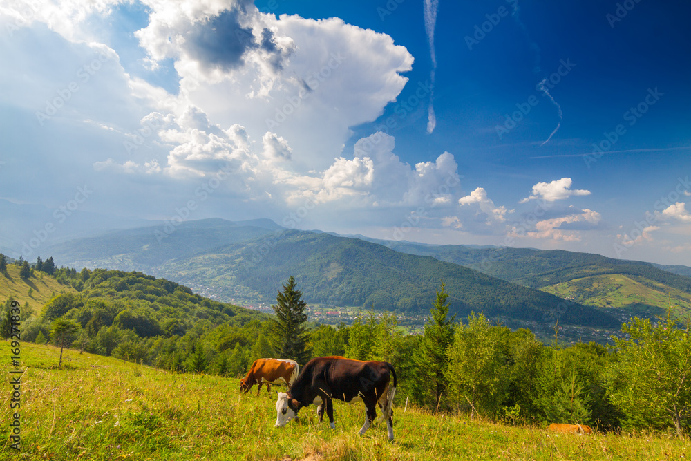 Pair of cows on pastures in Carpathians mountain grassland, Ukraine