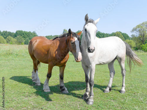 two horses stand in a field © stogov