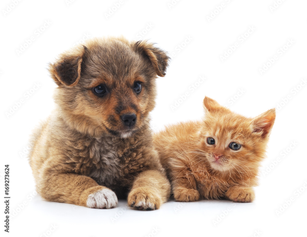 Puppy and kitten. Puppy and kitten.