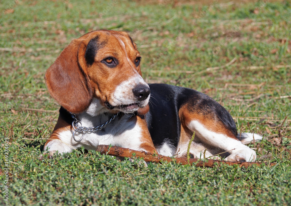 The young dog of breed the Beagle has a good time with a stick on a lawn The young dog of breed the Beagle has a good time with a stick on a lawn