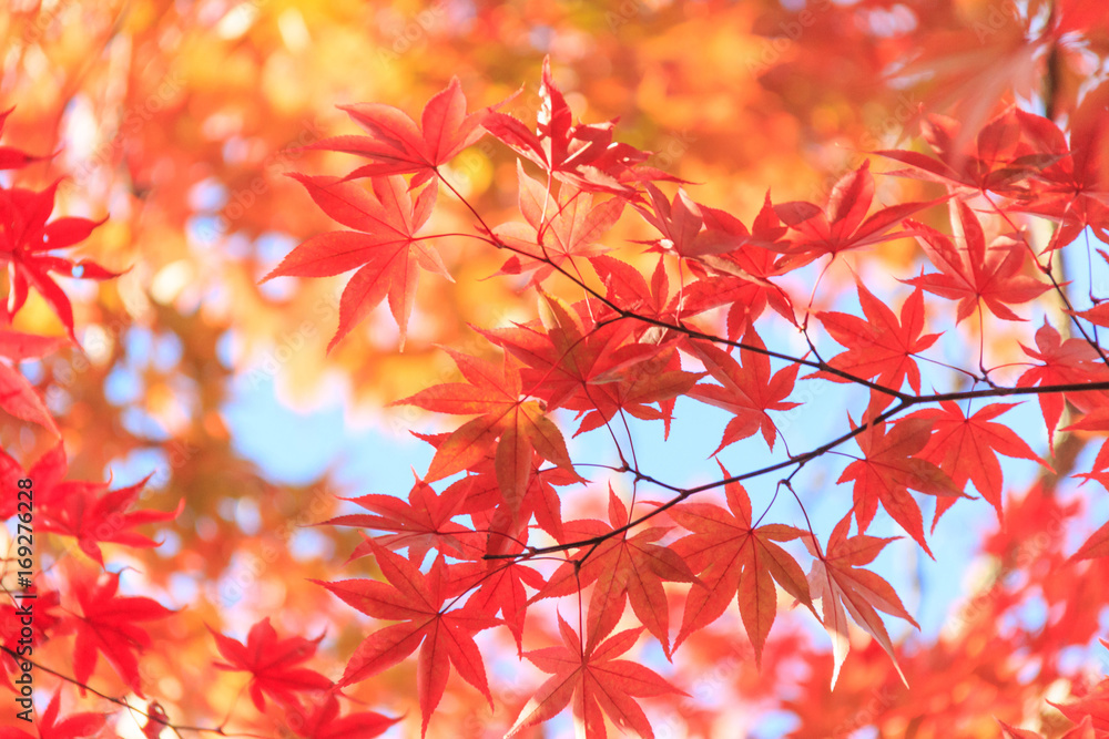 Autumn red maple leaves background Autumn red maple leaves background