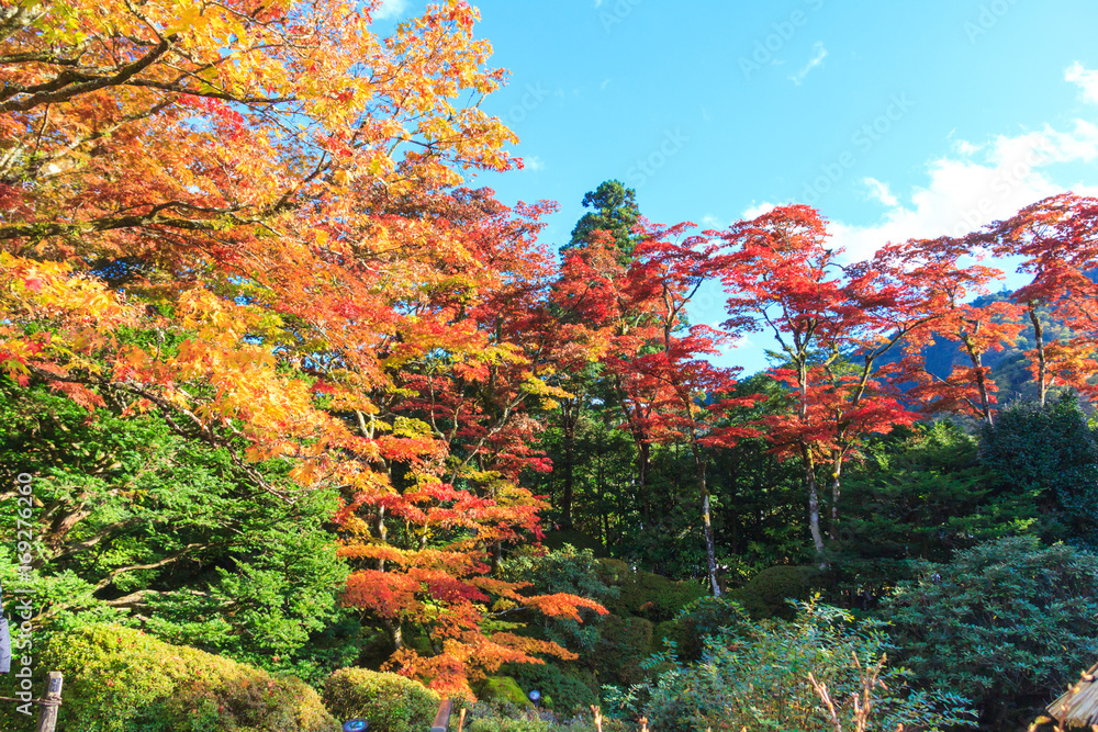 Autumn leaves in Shoyo-en Japanese garden Nikko, Japan Autumn leaves in Shoyo-en Japanese garden Nikko, Japan