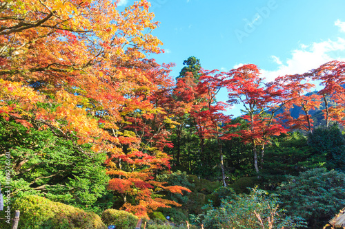 Autumn leaves in Shoyo-en Japanese garden Nikko, Japan