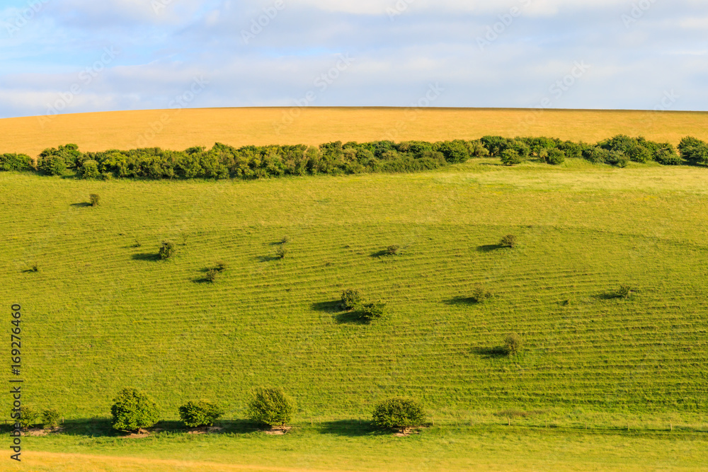 Green Hillside