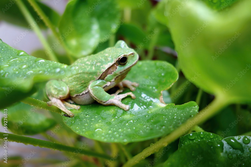 Nice green amphibian European tree frog, Hyla arborea, sitting on grass habitat. Nice green amphibian European tree frog, Hyla arborea, sitting on grass habitat.