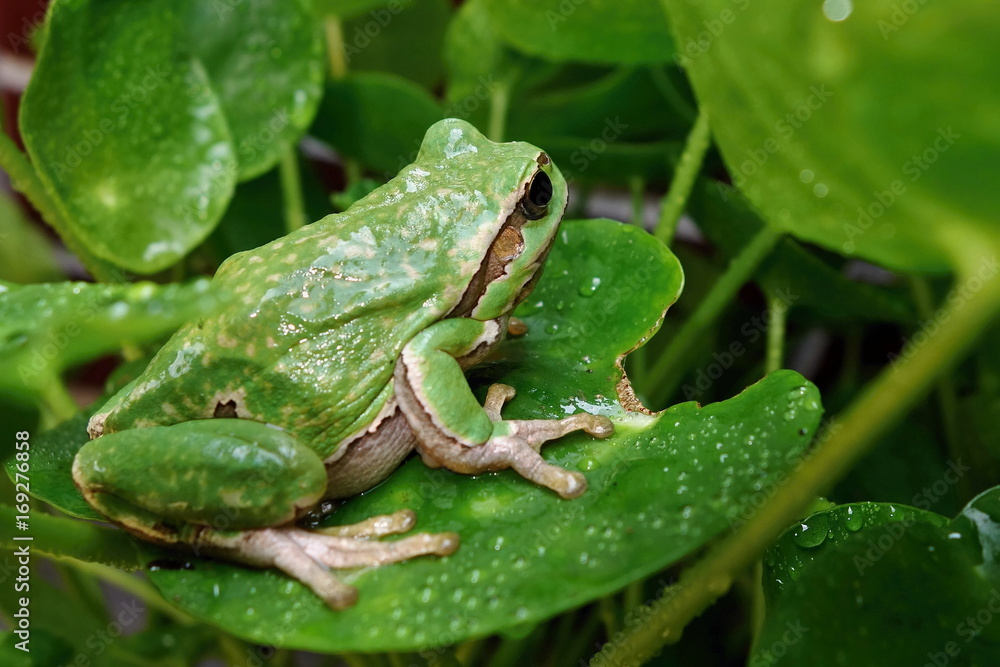 Nice green amphibian European tree frog, Hyla arborea, sitting on grass habitat. Nice green amphibian European tree frog, Hyla arborea, sitting on grass habitat.