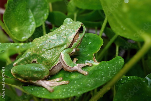 Nice green amphibian European tree frog, Hyla arborea, sitting on grass habitat. 