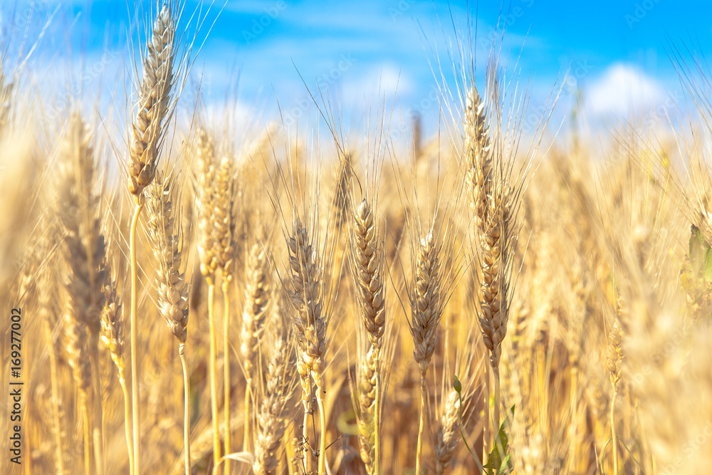 Golden wheat field with blue sky in background Golden wheat field with blue sky in background