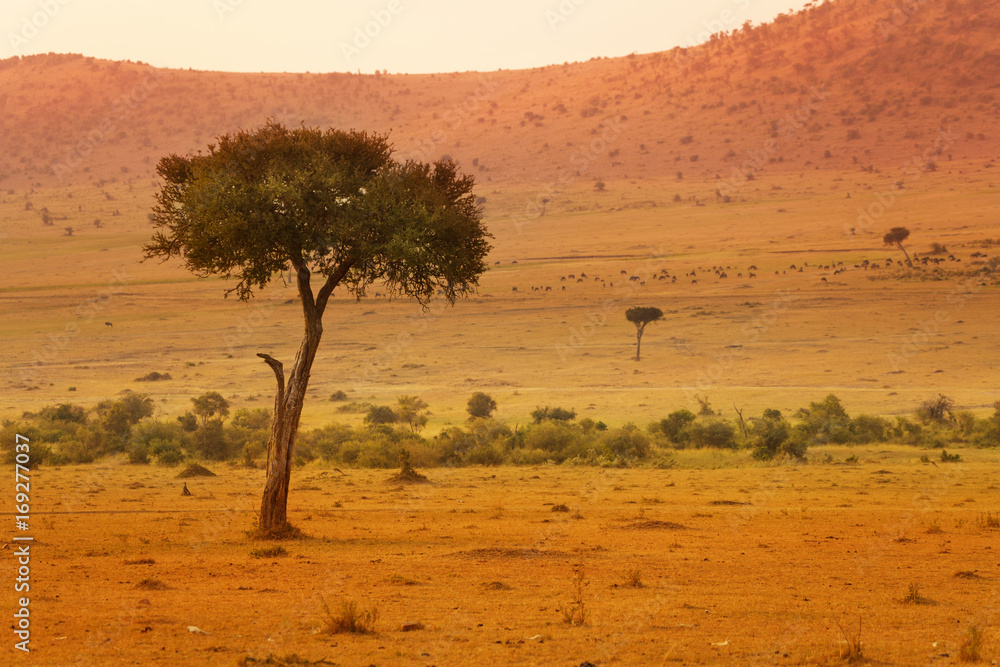 Beautiful view of African savannah at sunset Beautiful view of African savannah at sunset