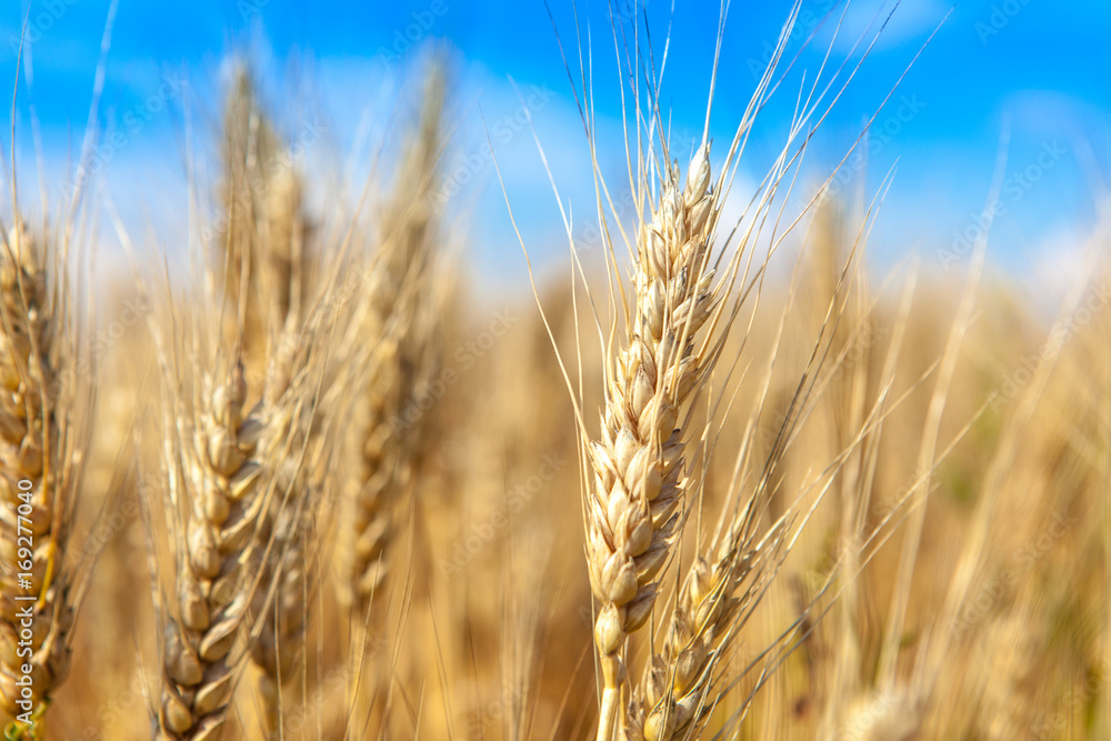 Golden wheat field with blue sky in background Golden wheat field with blue sky in background