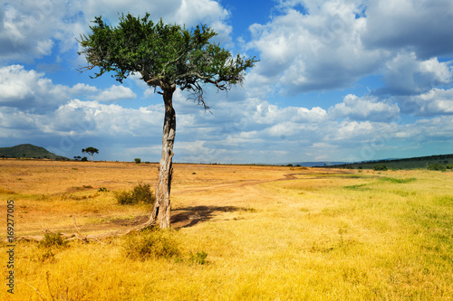 Acacia tree in foreground of African landscape