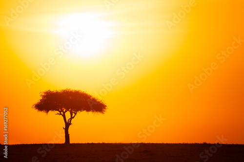 Silhouette of acacia tree against dramatic sunset © Sergey Novikov