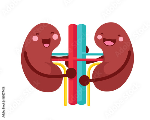 Healthy Happy And Cute Human Anatomy Illustration Cartoon - Happy Kidney Couple