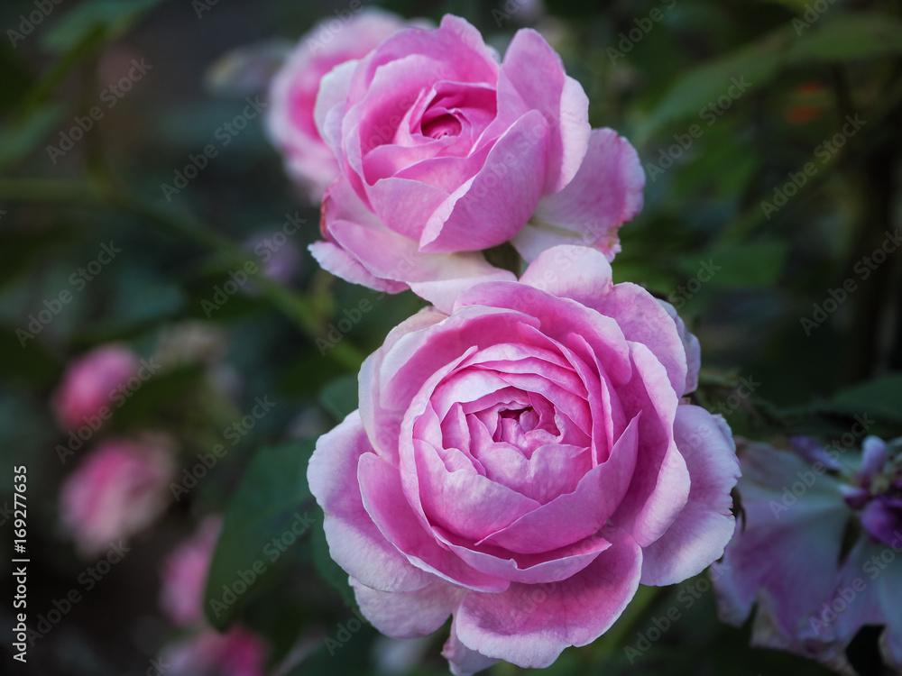 The fragrance of a pink rose in the summer garden. Growing roses in the open ground. Varietal roses.
The fragrance of a pink rose in the summer garden. Growing roses in the open ground. Varietal roses.