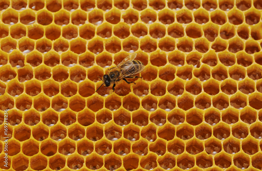 Bee on honeycomb. Bee on honeycomb.