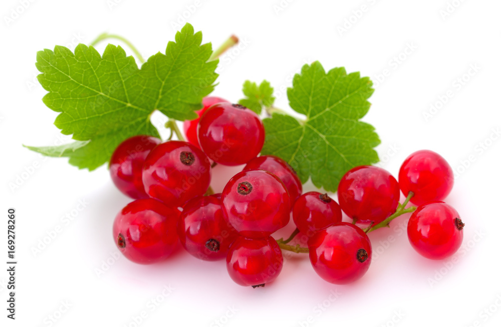 Red currants isolated. Red currants isolated.