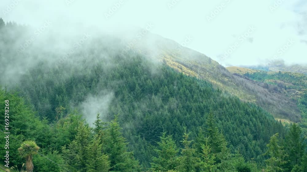 Temperate rainforest, South Island, New Zealand Temperate rainforest, South Island, New Zealand