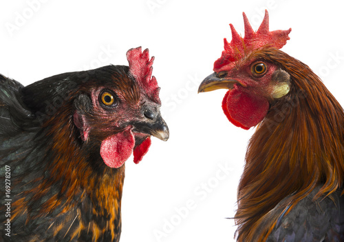 a rooster and a hen close up isolated on a white background