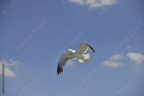 seagull4 © alicanyildiz