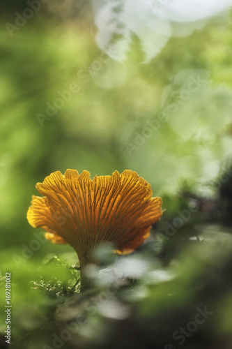 Cantharellus cibarius, commonly known as the chanterelle, or girolle