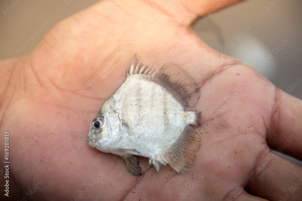Small Fish In Hand Of Fisherman Small Fish In Hand Of Fisherman