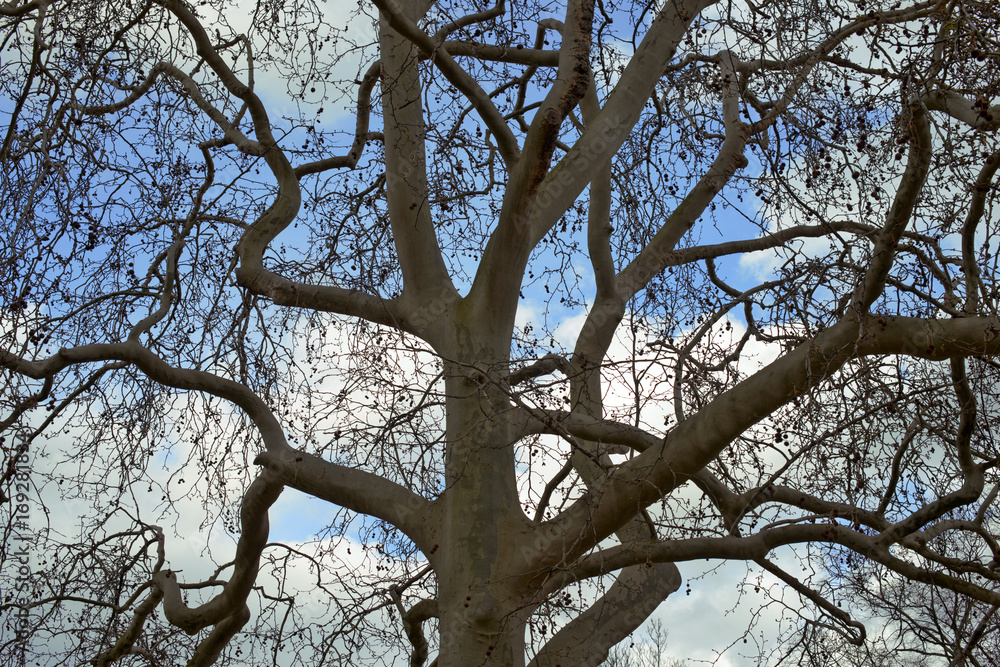 Tree in winter, no leafs Tree in winter, no leafs