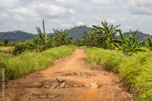 ground road in jungle