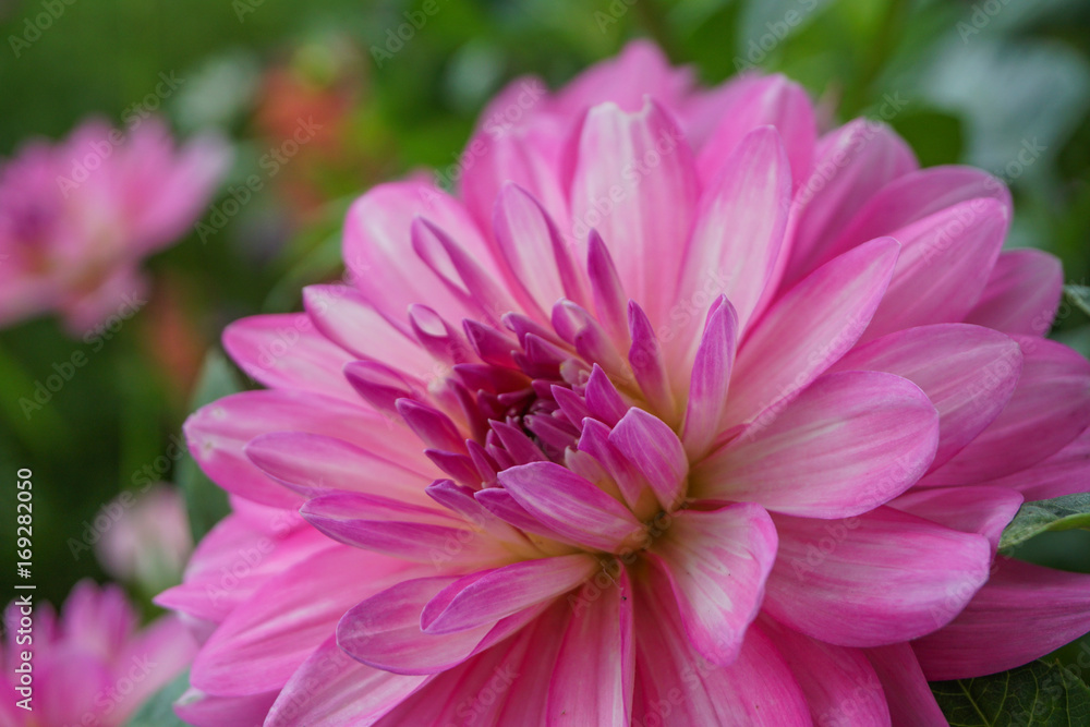 Beautiful flower in a garden 