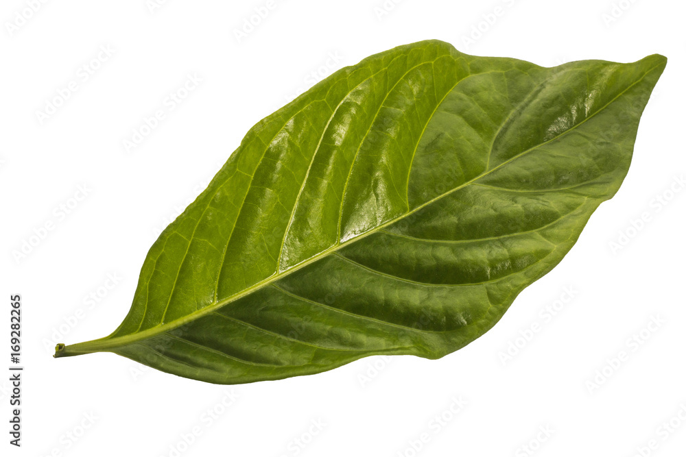 Obraz premium Green leaf