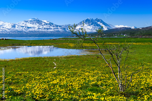 Tundra and mountain