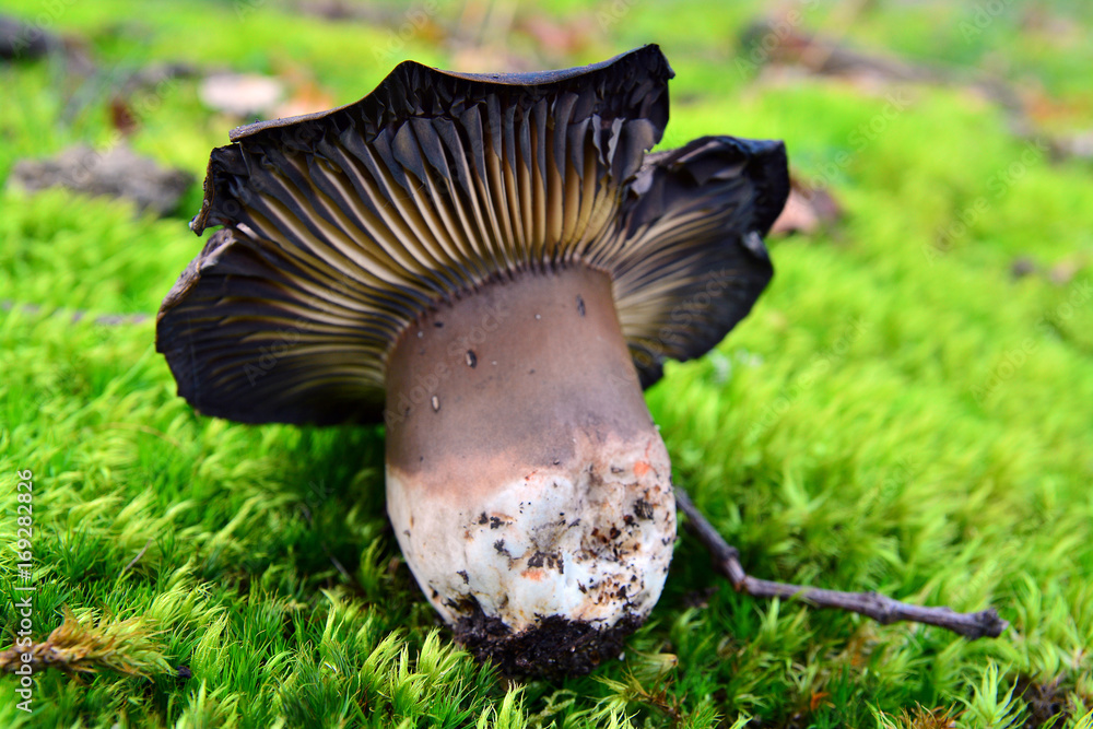 Fotografie russula nigricans mushroom