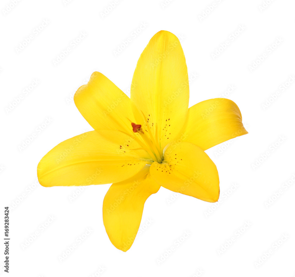 Beautiful lily flower on white background Beautiful lily flower on white background
